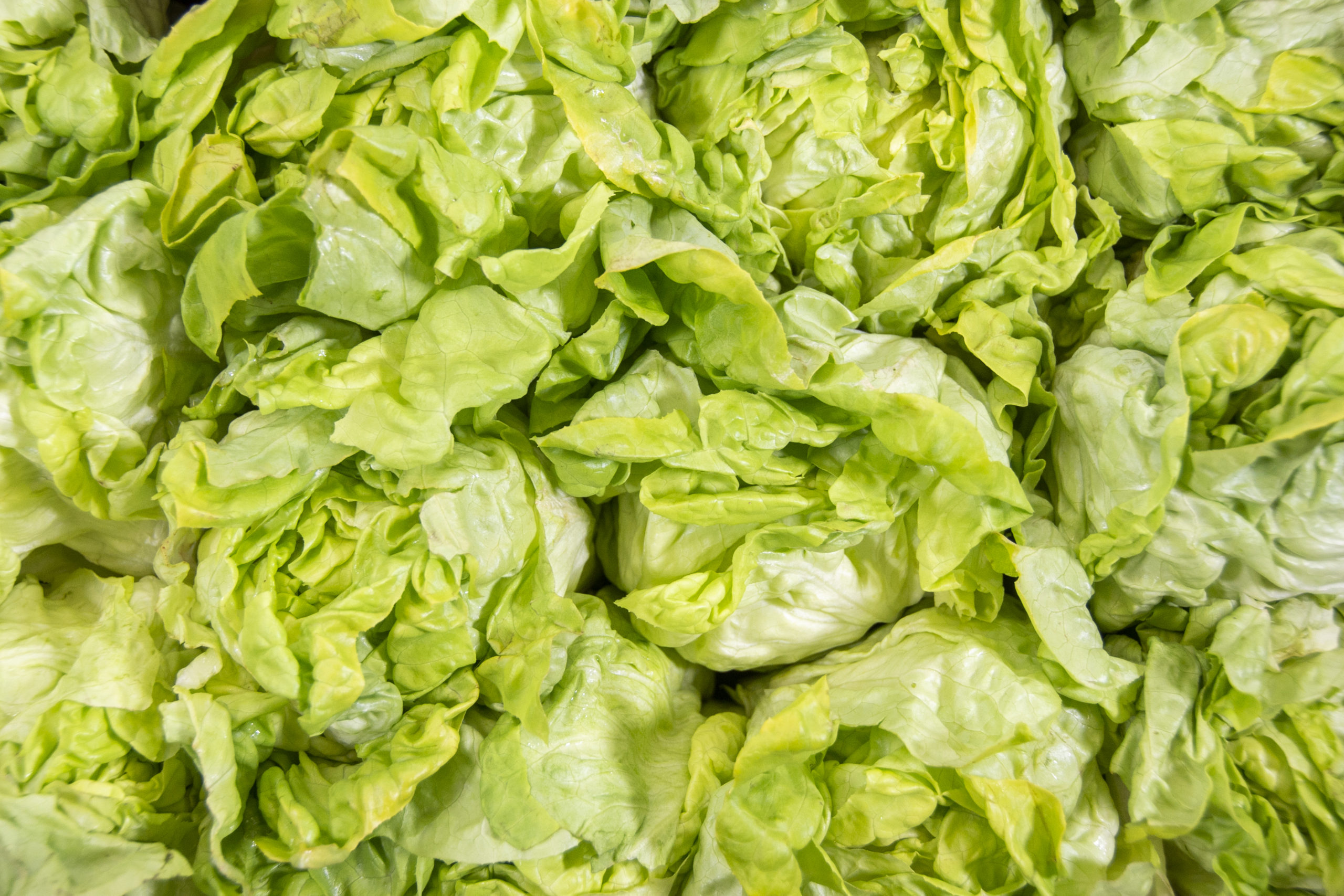 butterlettuce
