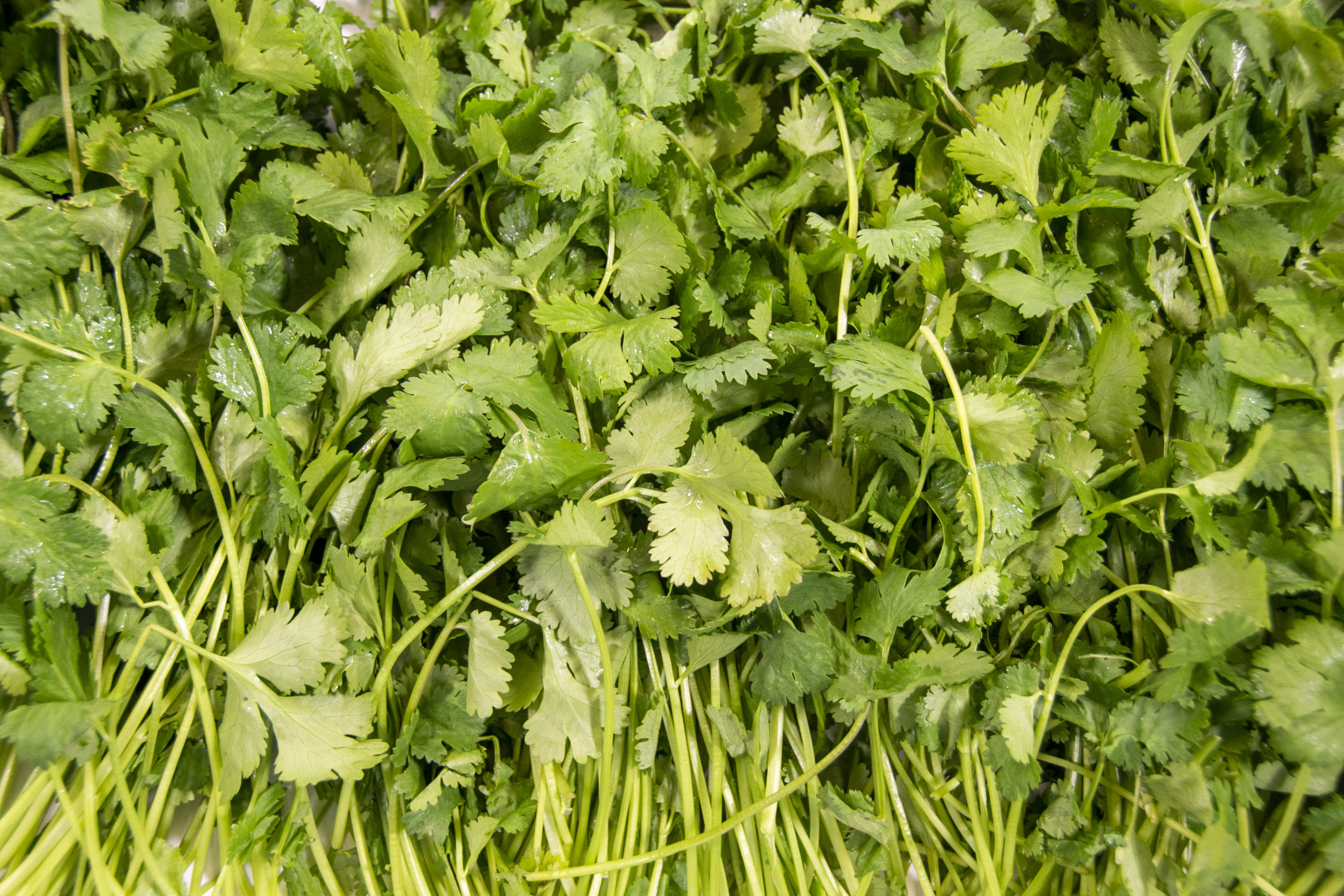 cilantro