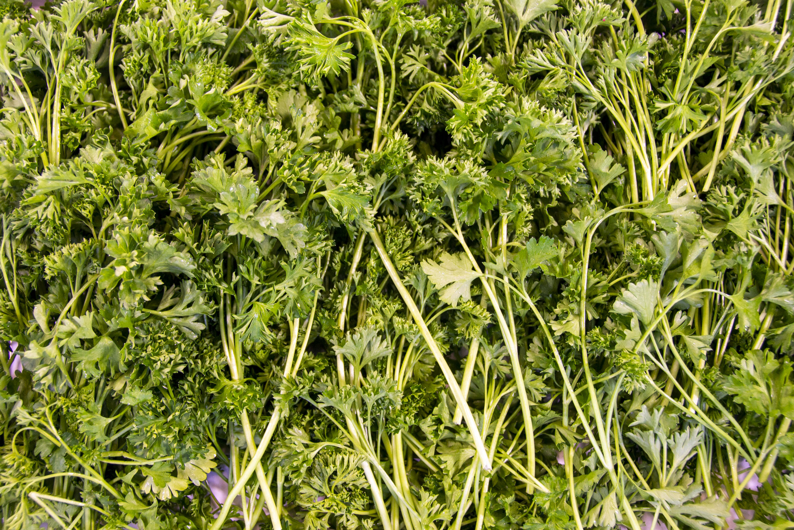 curlyparsley