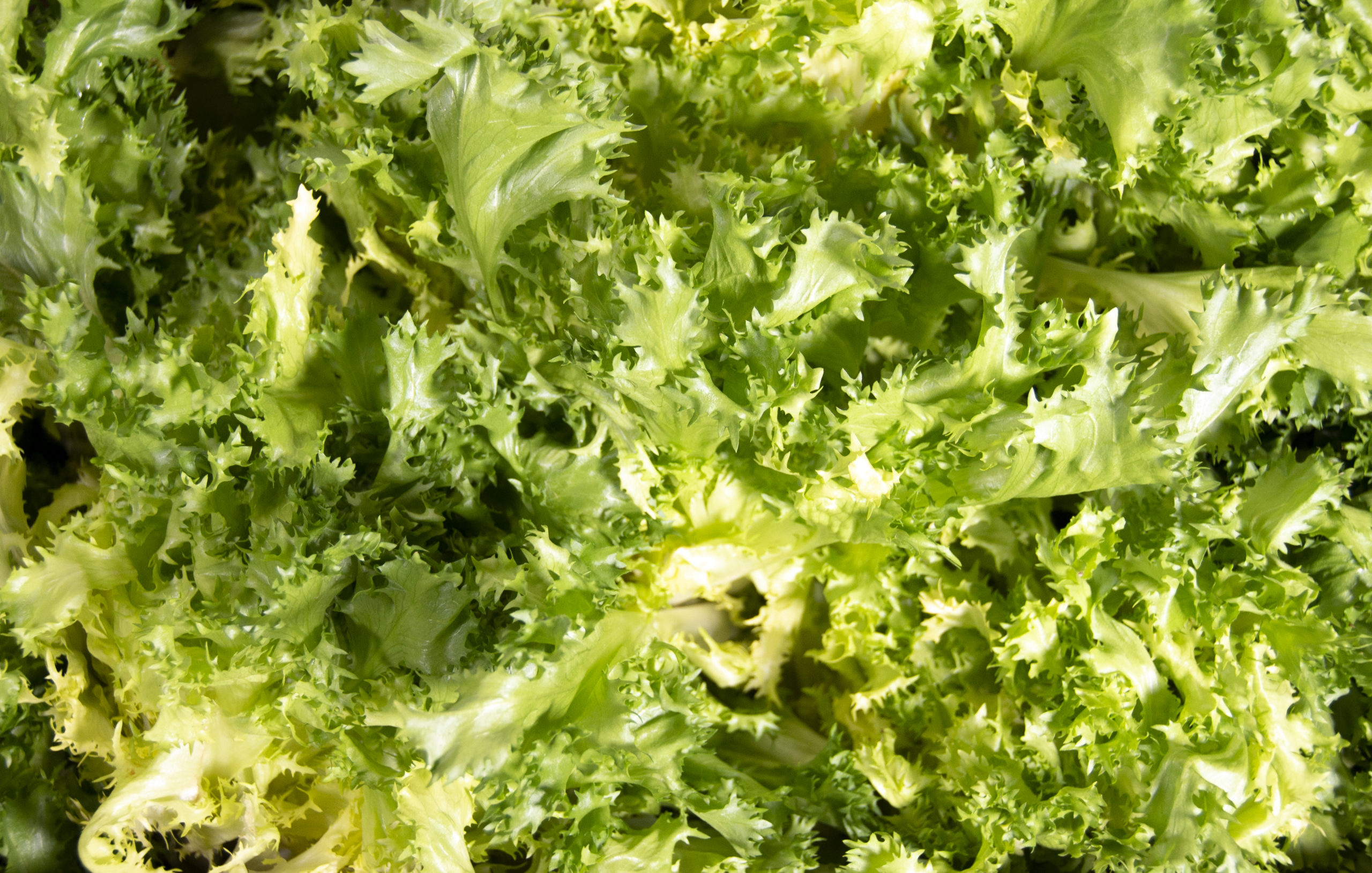 endive