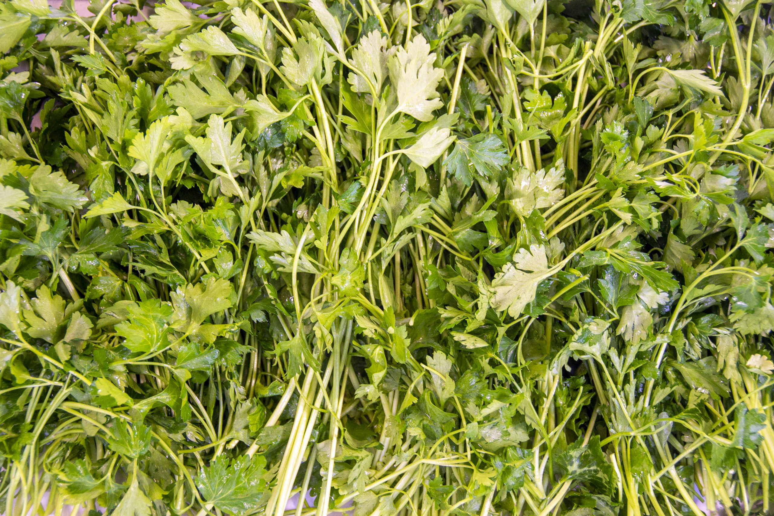 italianparsley