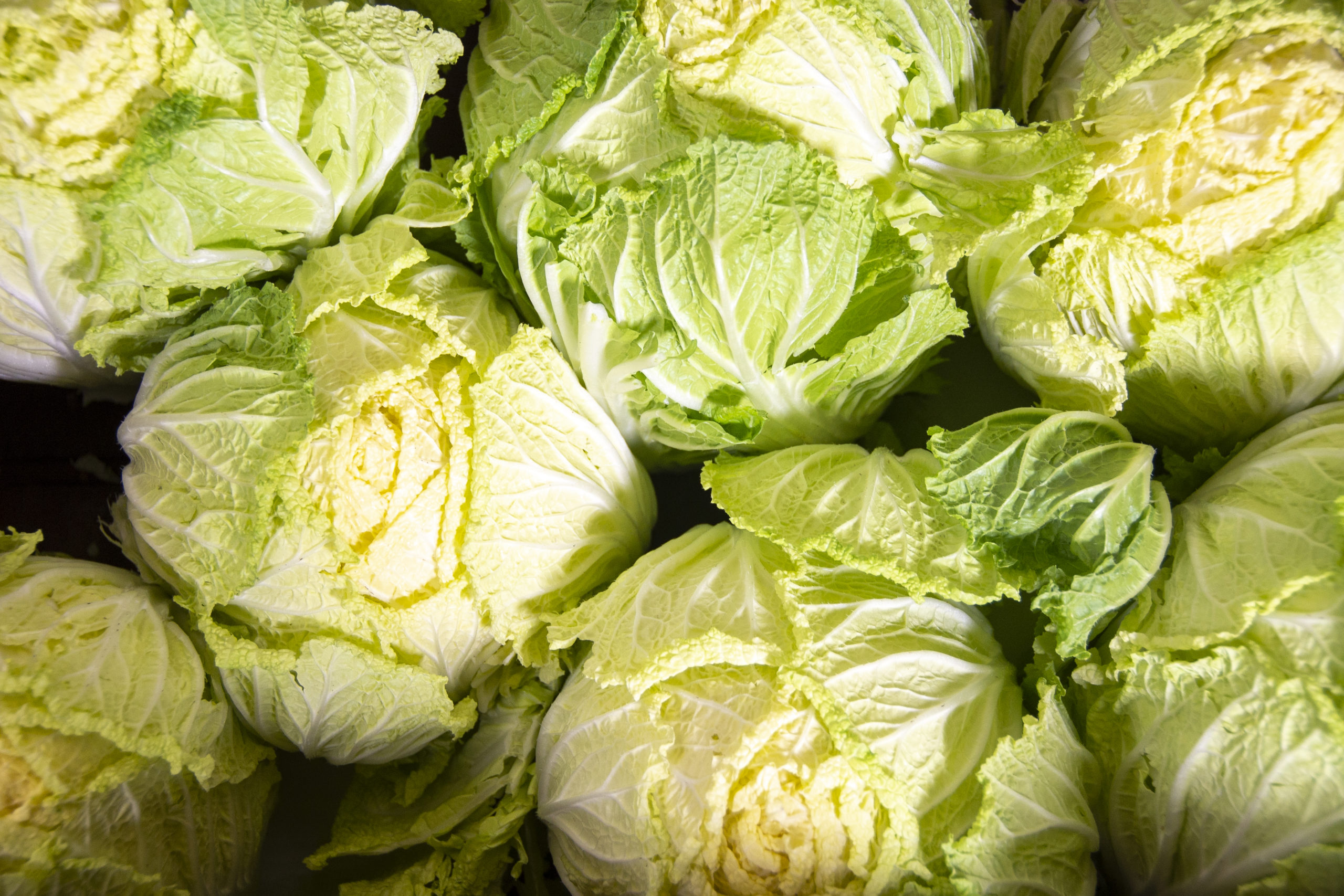 napacabbage