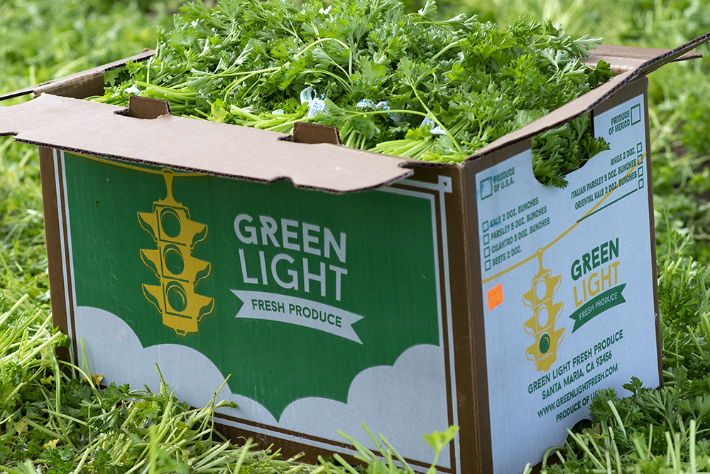 greenlight1-1000