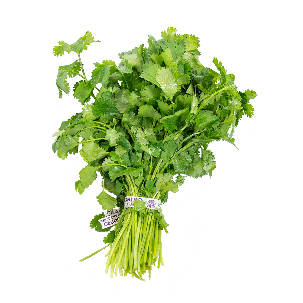 cilantro