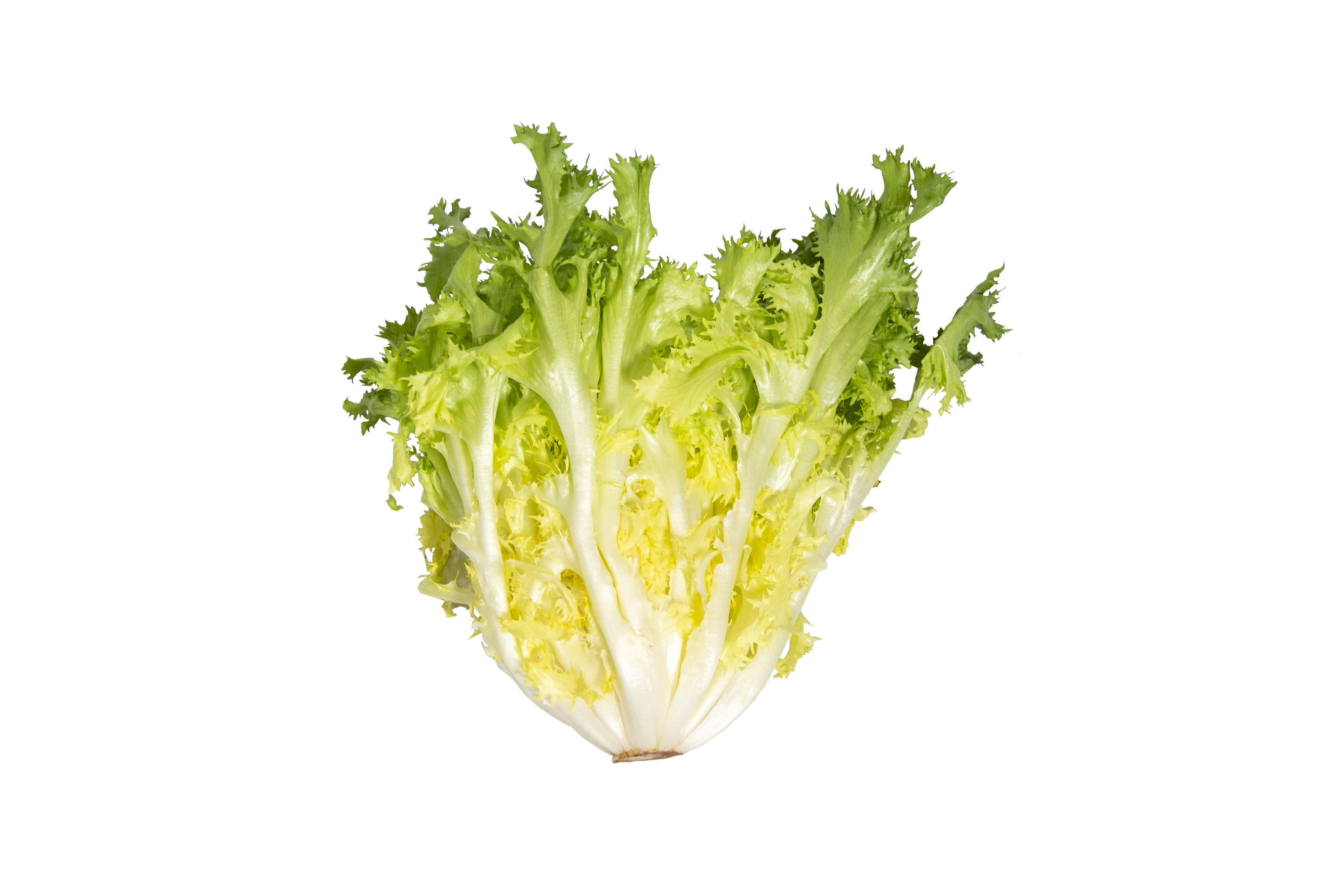 endive-single