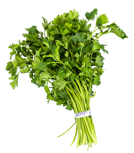 italianparsley-single-square